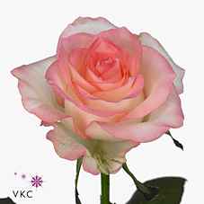 Срезанные цветы оптом Rosa la jumilia от 40шт из Голландии с доставкой по России