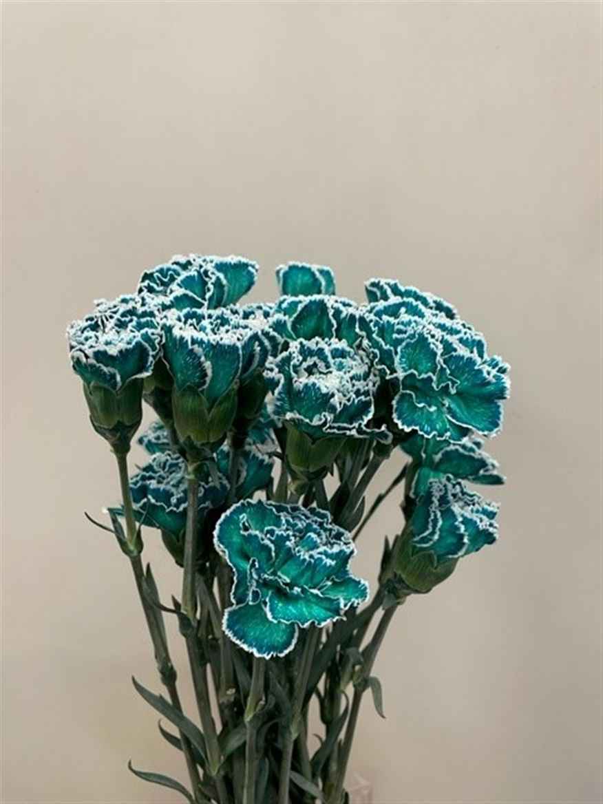 Срезанные цветы оптом Dianthus st paint tiffany от 80шт из Голландии с доставкой по России
