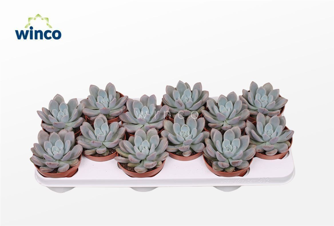 Горшечные цветы и растения оптом Echev Ov от 12шт из Голландии с доставкой по России