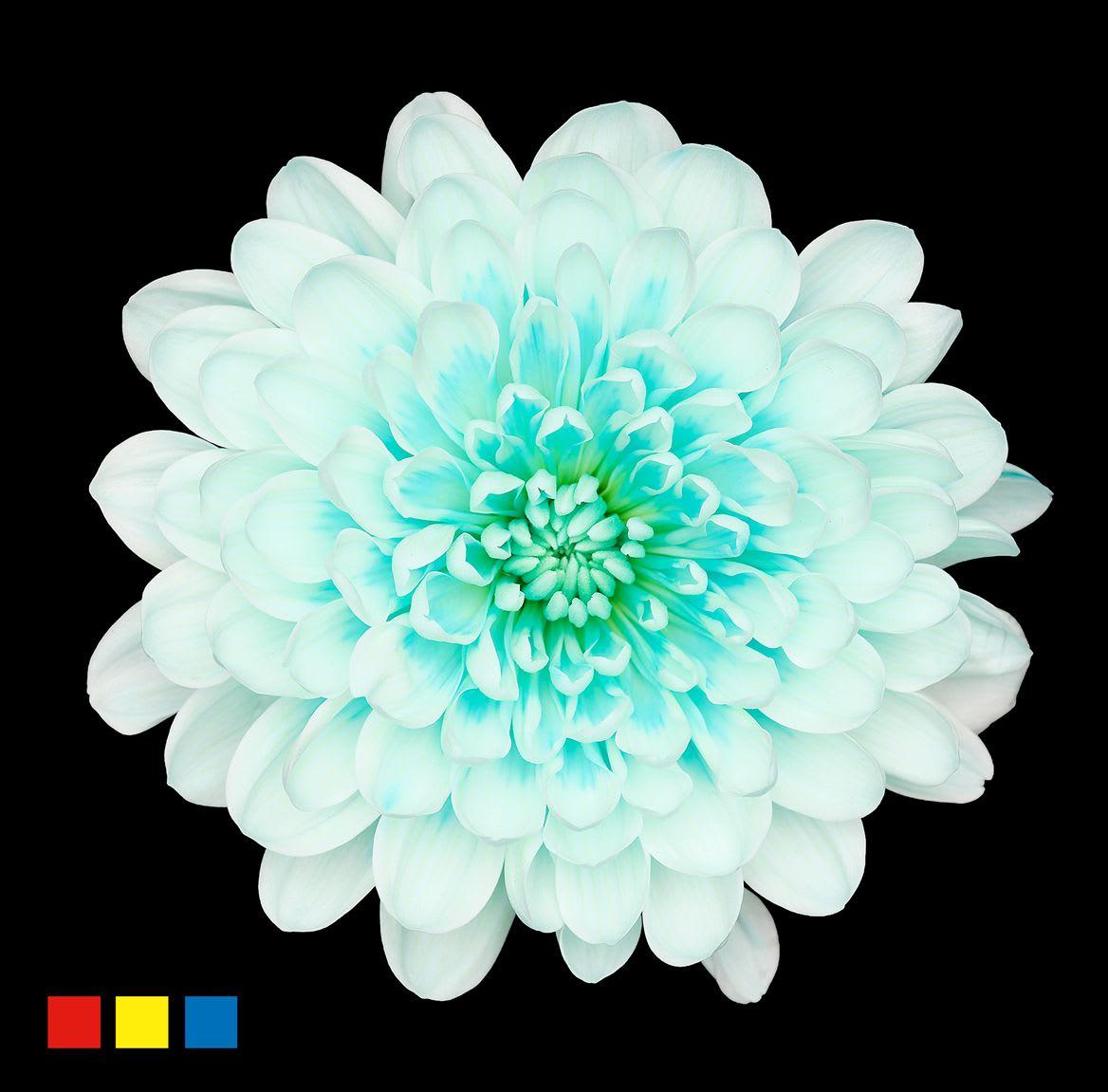 Срезанные цветы оптом Chrys sp paint altaj pastel mint от 40шт из Голландии с доставкой по России
