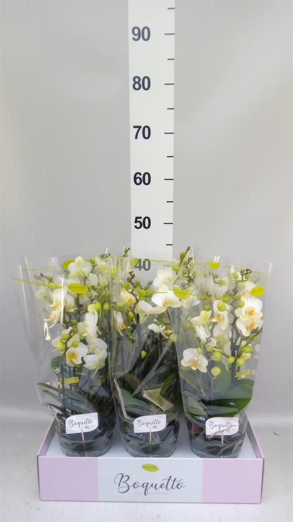 Горшечные цветы и растения оптом Phalaenopsis Multi. ...white от 6шт из Голландии с доставкой по России