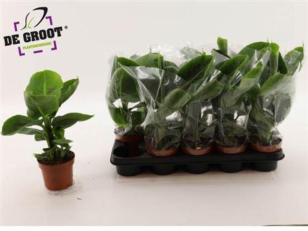 Горшечные цветы и растения оптом Musa Tropicana от 10шт из Голландии с доставкой по России