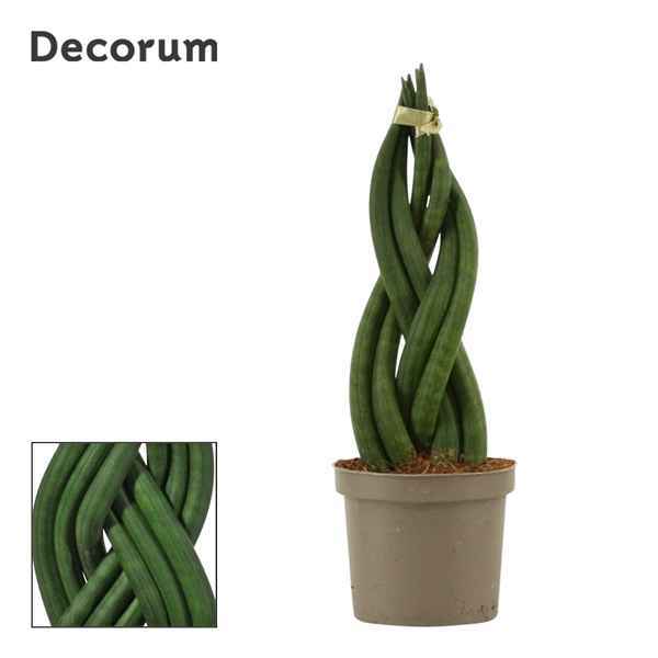 Горшечные цветы и растения оптом Sansevieria Cylindrica Braid (decorum) от 18шт из Голландии с доставкой по России