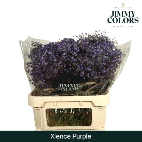 Срезанные цветы оптом Gyps large paint purple от 50шт из Голландии с доставкой по России