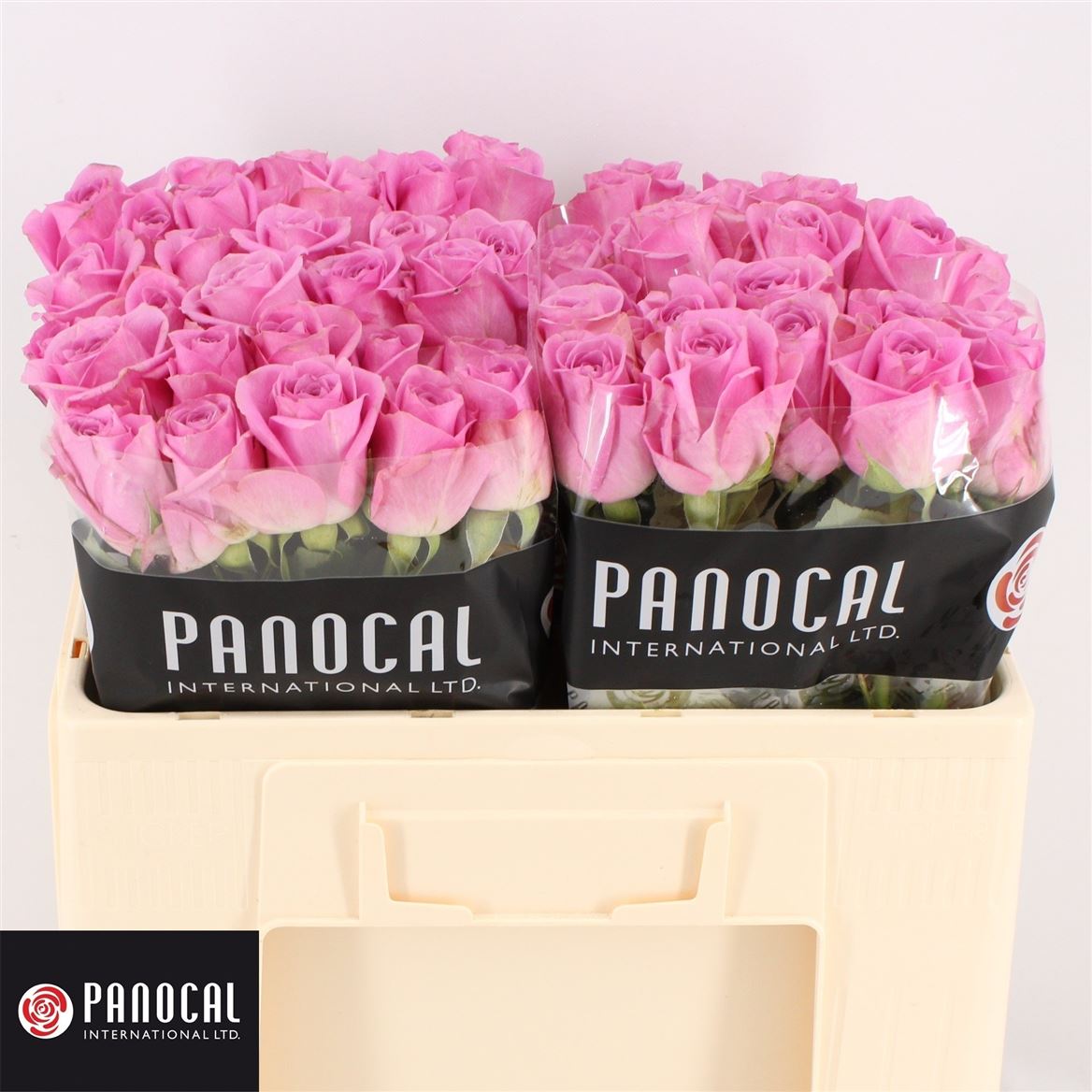 Срезанные цветы оптом Rosa large charlize! от 80шт из Голландии с доставкой по России