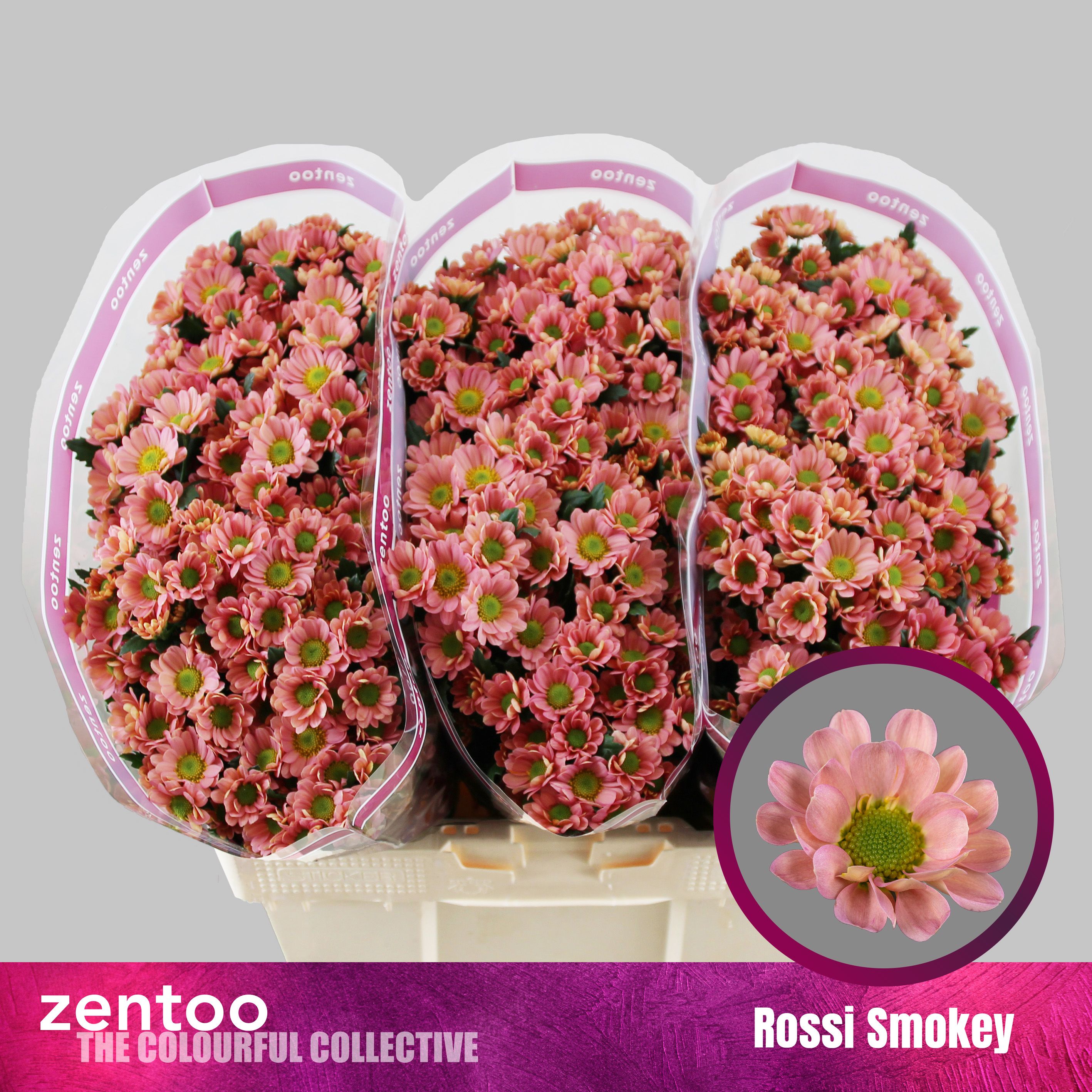 Срезанные цветы оптом Chrys sa rossi smokey от 75шт из Голландии с доставкой по России
