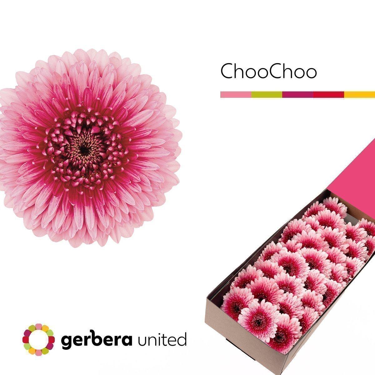 Срезанные цветы оптом Germini bolero choochoo от 60шт из Голландии с доставкой по России