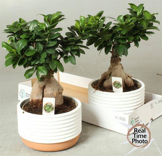 Горшечные цветы и растения оптом Ficus Ginseng Ceramic от 2шт из Голландии с доставкой по России