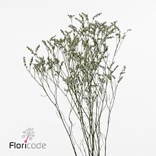 Срезанные цветы оптом Limonium clear diamond от 100шт из Голландии с доставкой по России