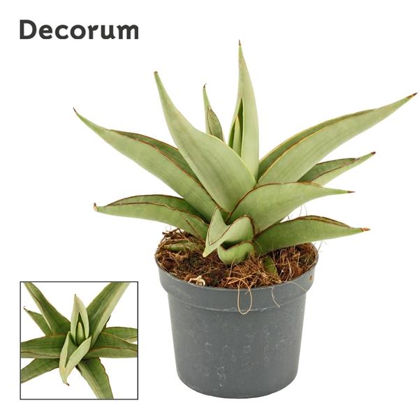 Горшечные цветы и растения оптом Sansevieria Platinum Crown (decorum) от 9шт (для телеги) из Голландии с доставкой по России