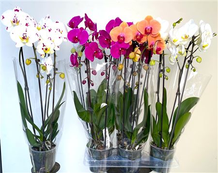 Горшечные цветы и растения оптом Phal El Cascade 2 Branche 16+ 55cm от 6шт из Голландии с доставкой по России