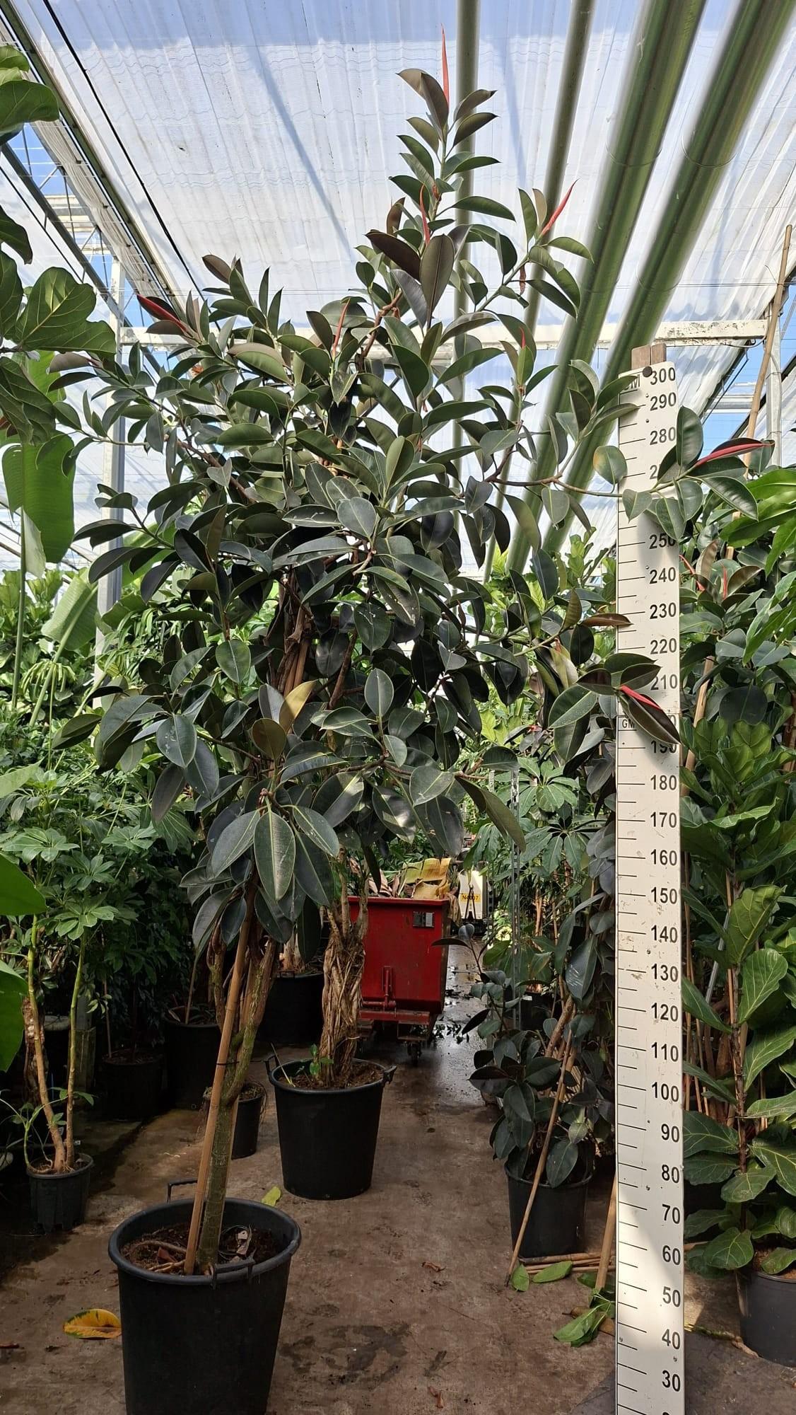 Горшечные цветы и растения оптом Ficus Robusta Multistam от 1шт из Голландии с доставкой по России