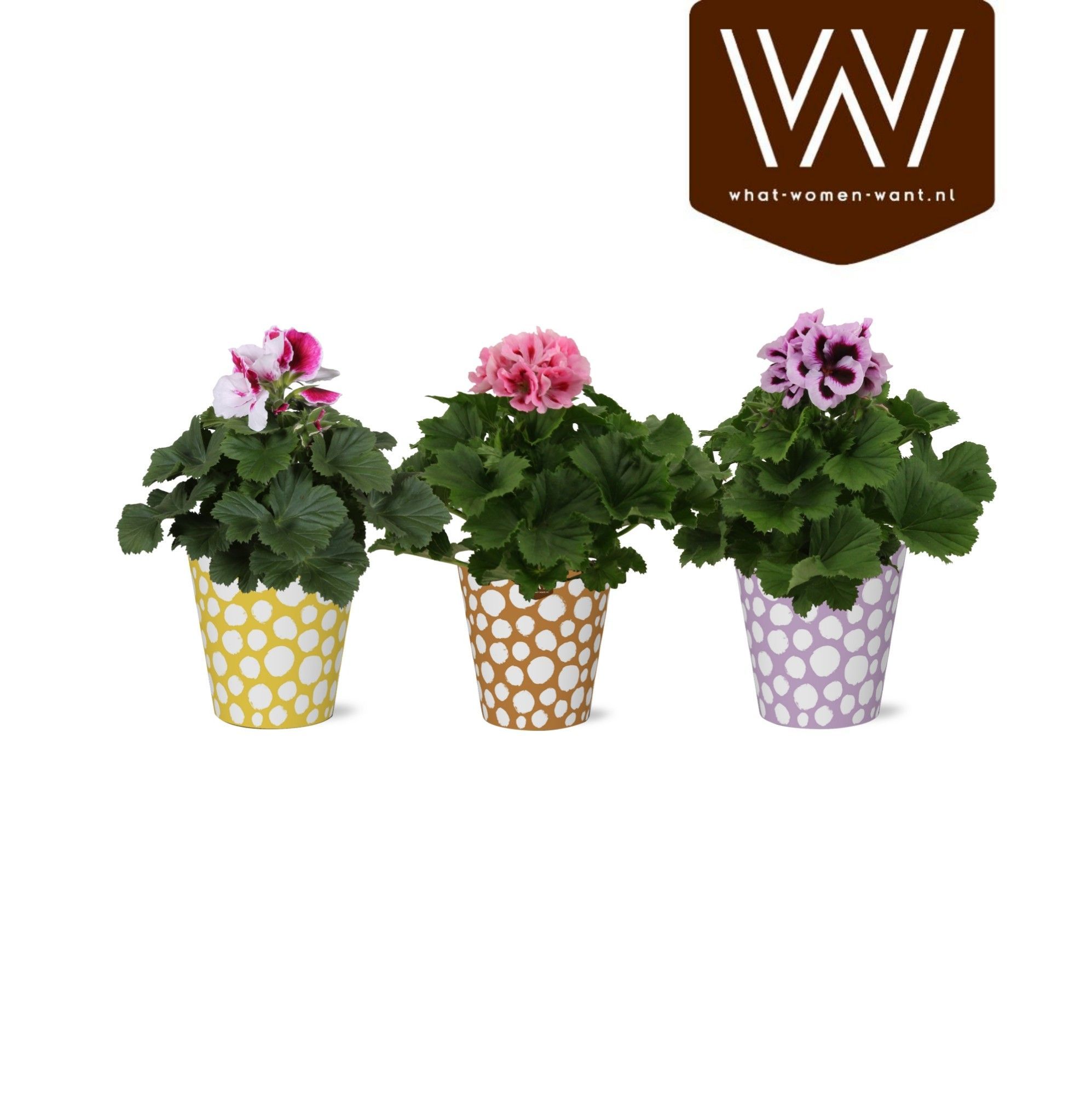 Горшечные цветы и растения оптом Pel Gr Gem от 6шт' из Голландии с доставкой по России