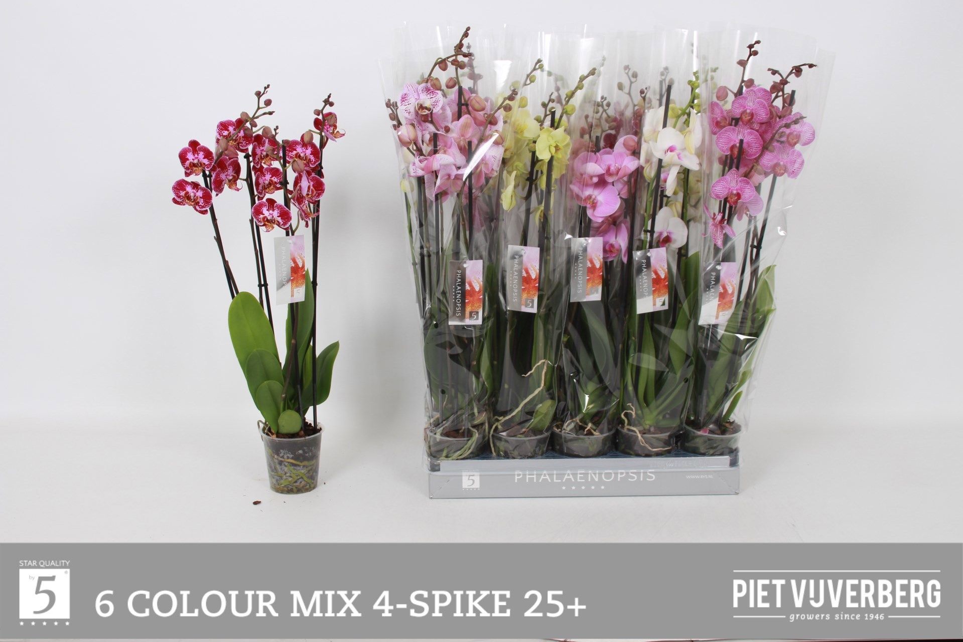 Горшечные цветы и растения оптом Phal Gem 6 Kl от 10шт из Голландии с доставкой по России