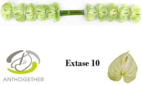 Срезанные цветы оптом Anthurium extase от 10шт из Голландии с доставкой по России