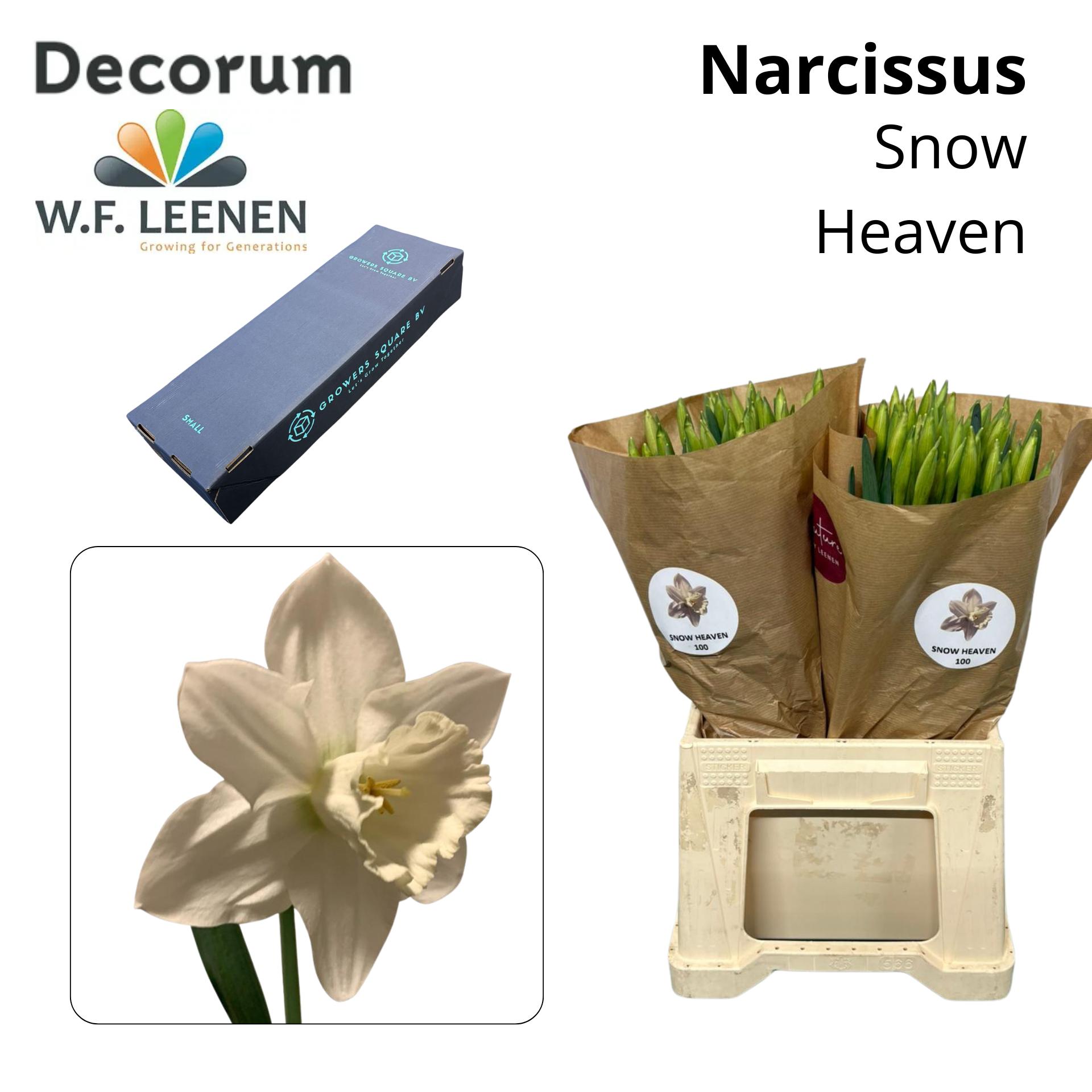 Срезанные цветы оптом Narcissus si snow heaven in box от 100шт из Голландии с доставкой по России