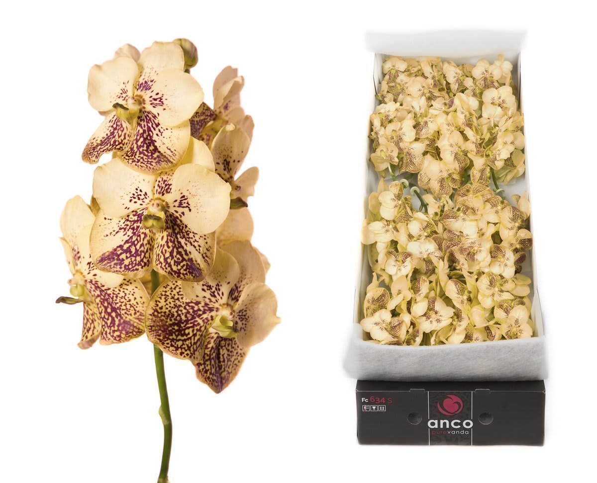 Срезанные цветы оптом Vanda sunanda yellow henna per stem от 20шт из Голландии с доставкой по России