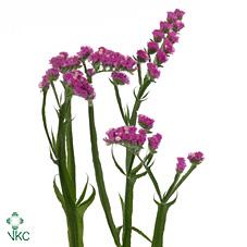 Срезанные цветы оптом Statice sweet wings от 50шт из Голландии с доставкой по России