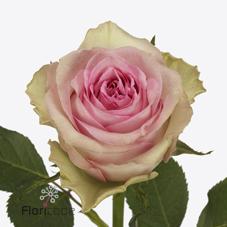 Срезанные цветы оптом Rosa large brigitte bardot от 40шт. из Голландии с доставкой по России