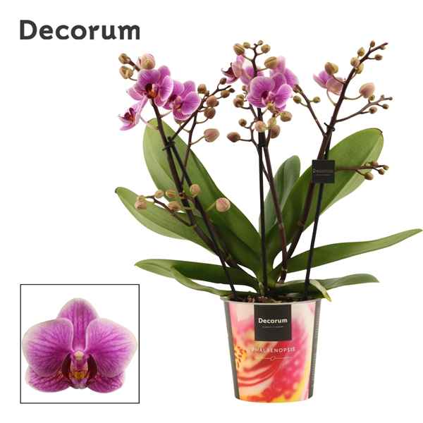 Горшечные цветы и растения оптом Phal 3-4st Dazzling Diva (decorum) от 6шт из Голландии с доставкой по России