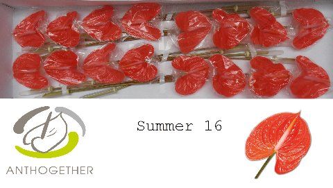 Срезанные цветы оптом Anthurium avo summer от 16шт из Голландии с доставкой по России
