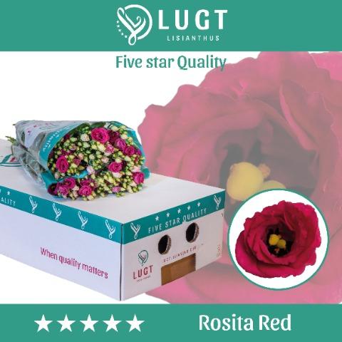 Срезанные цветы оптом Lisianthus do rosita red от 60шт. из Голландии с доставкой по России