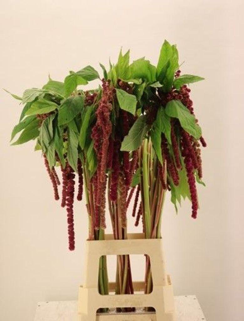 Срезанные цветы оптом Amaranthus caudatus rosary от 50шт из Голландии с доставкой по России