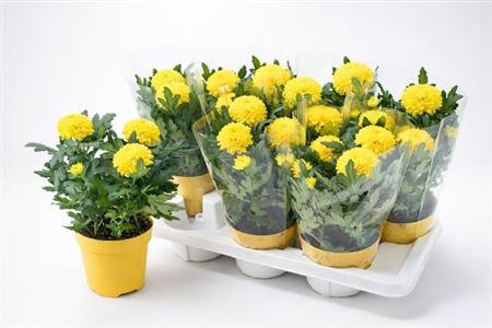 Горшечные цветы и растения оптом Chrys Fp Yellow от 7шт из Голландии с доставкой по России