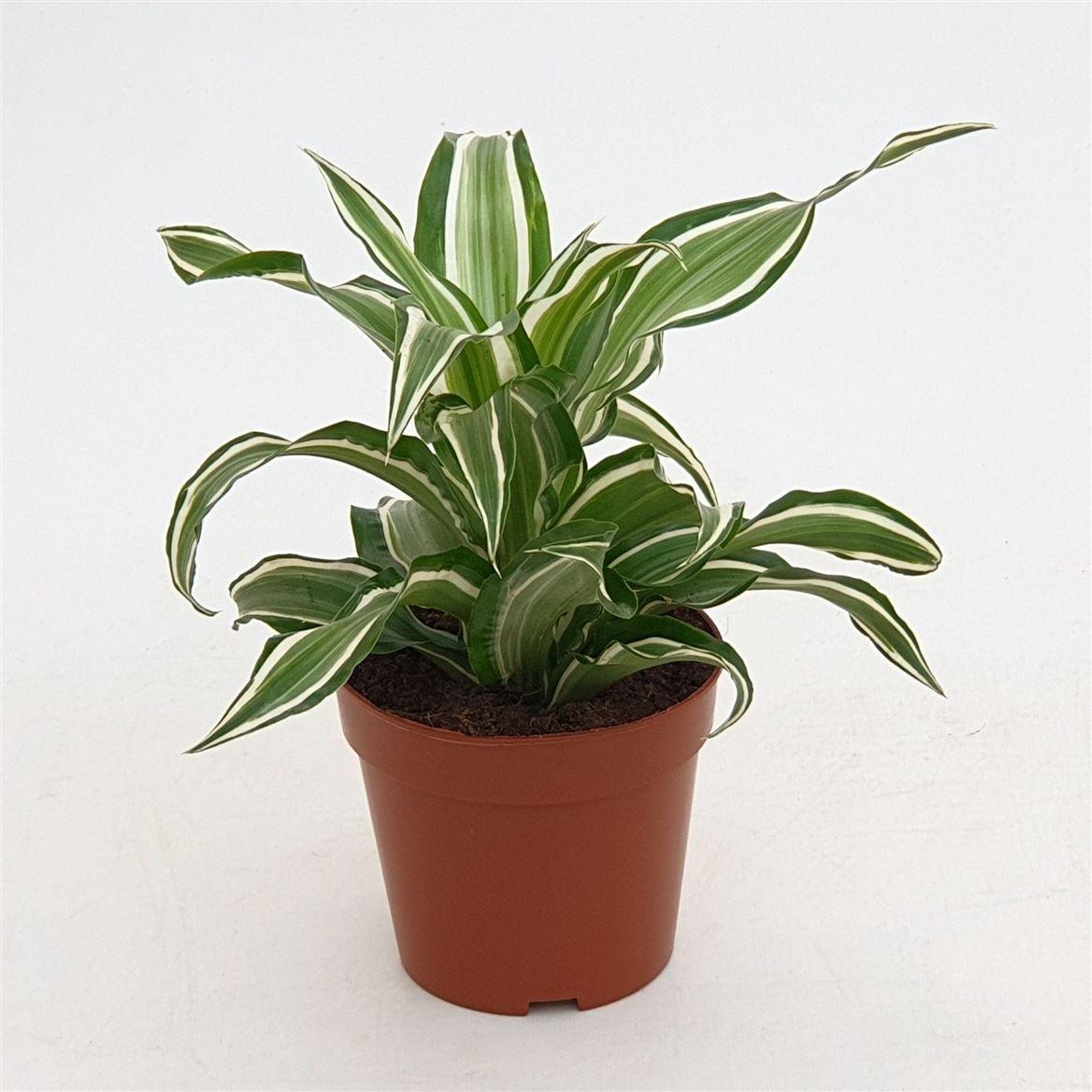 Горшечные цветы и растения оптом Drac Black Kanzi от 10шт из Голландии с доставкой по России