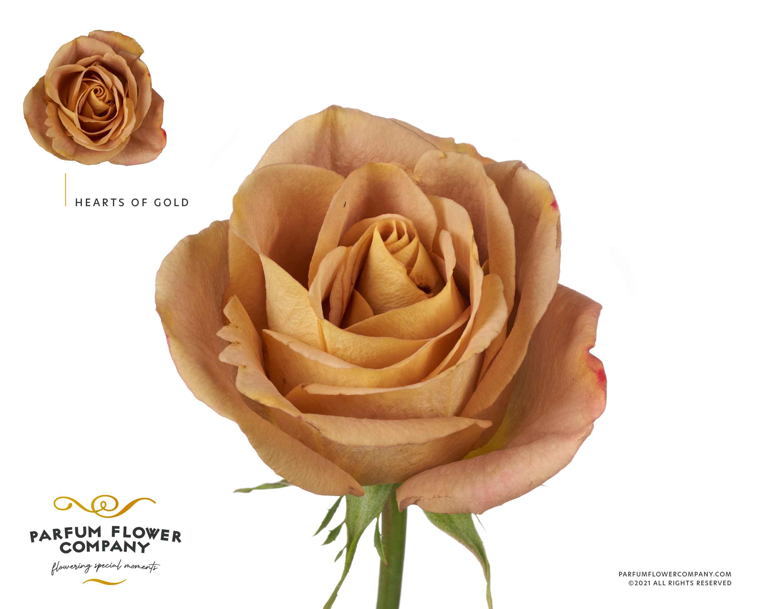 Срезанные цветы оптом Rosa la garden hearts of gold от 24шт из Голландии с доставкой по России