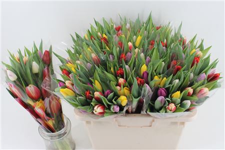 Срезанные цветы оптом Bouquet gemengde tulpen от 15шт из Голландии с доставкой по России