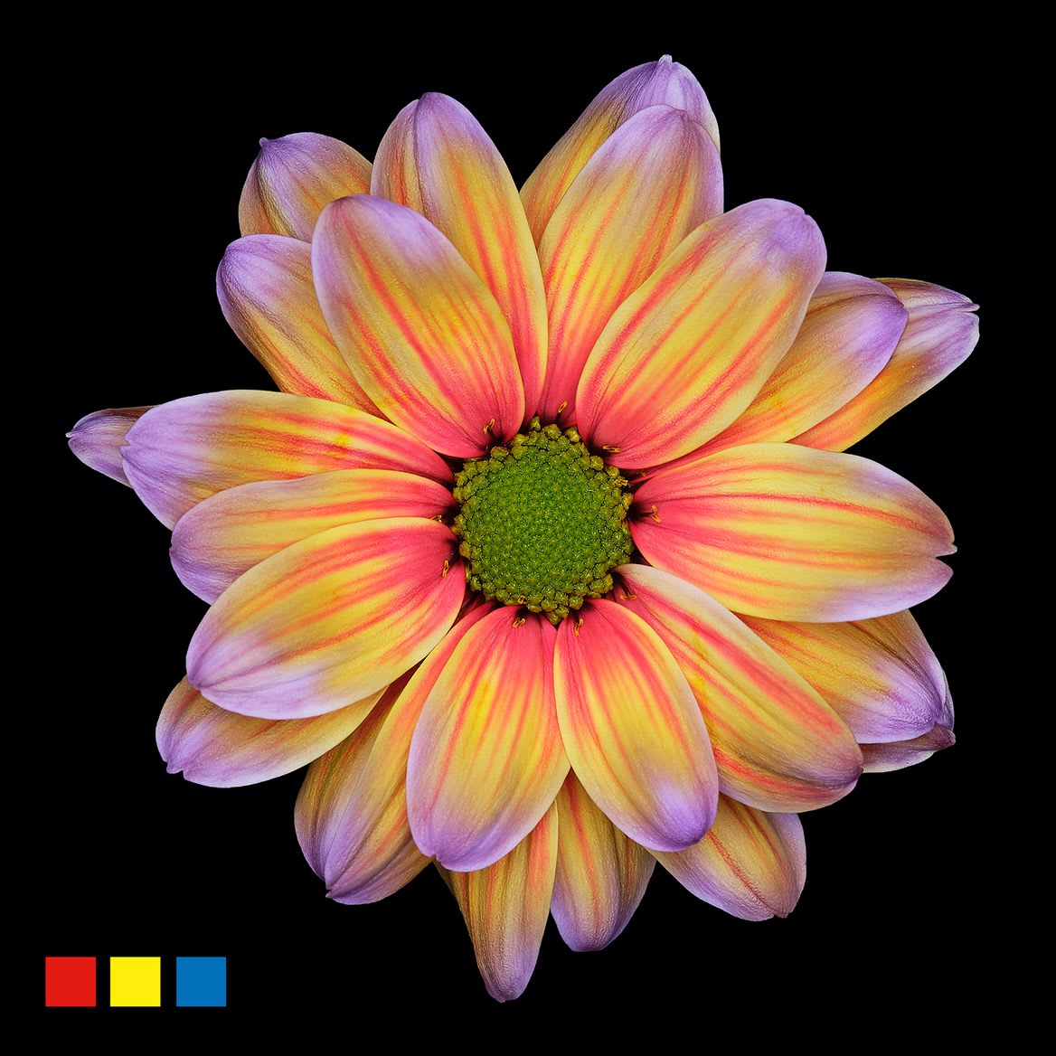 Срезанные цветы оптом chrys sp paint kennedy aruba от 40шт из Голландии с доставкой по России