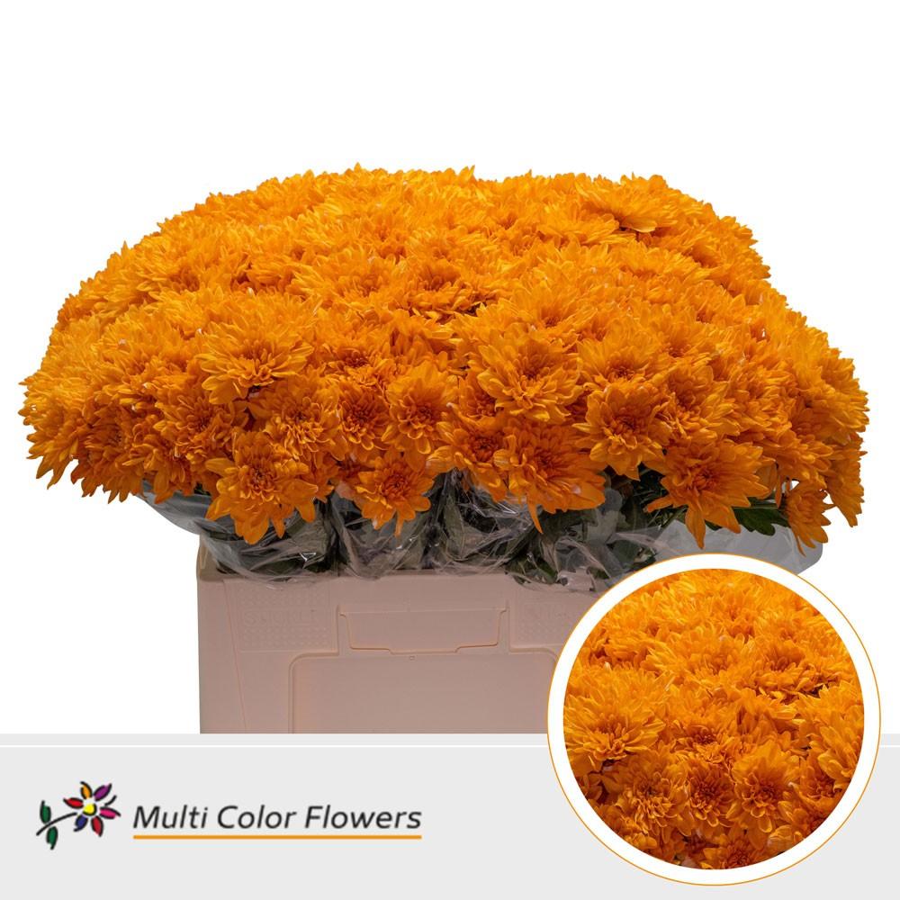 Срезанные цветы оптом Chrys sp paint baltica orange от 40шт из Голландии с доставкой по России