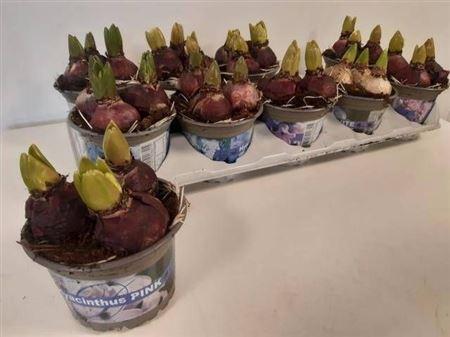 Горшечные цветы и растения оптом Hyacinthus Mix 3pp от 10шт' из Голландии с доставкой по России