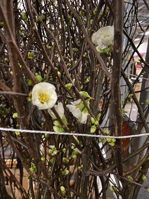 Срезанные цветы оптом Chaenomeles white от 15шт из Голландии с доставкой по России