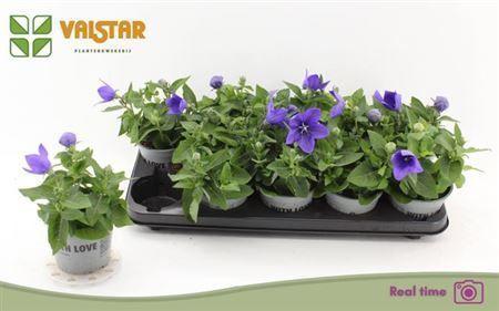 Горшечные цветы и растения оптом ** Platyco Gr Astra Blu * Spring Deal * от 10шт из Голландии с доставкой по России