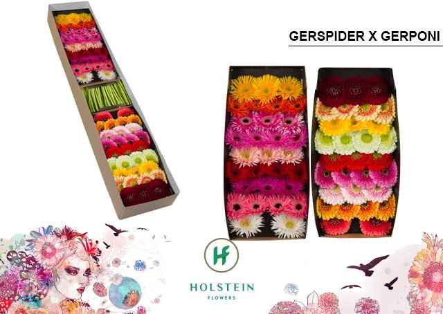 Срезанные цветы оптом Gerbera gerponi x gerspider mix от 60шт из Голландии с доставкой по России