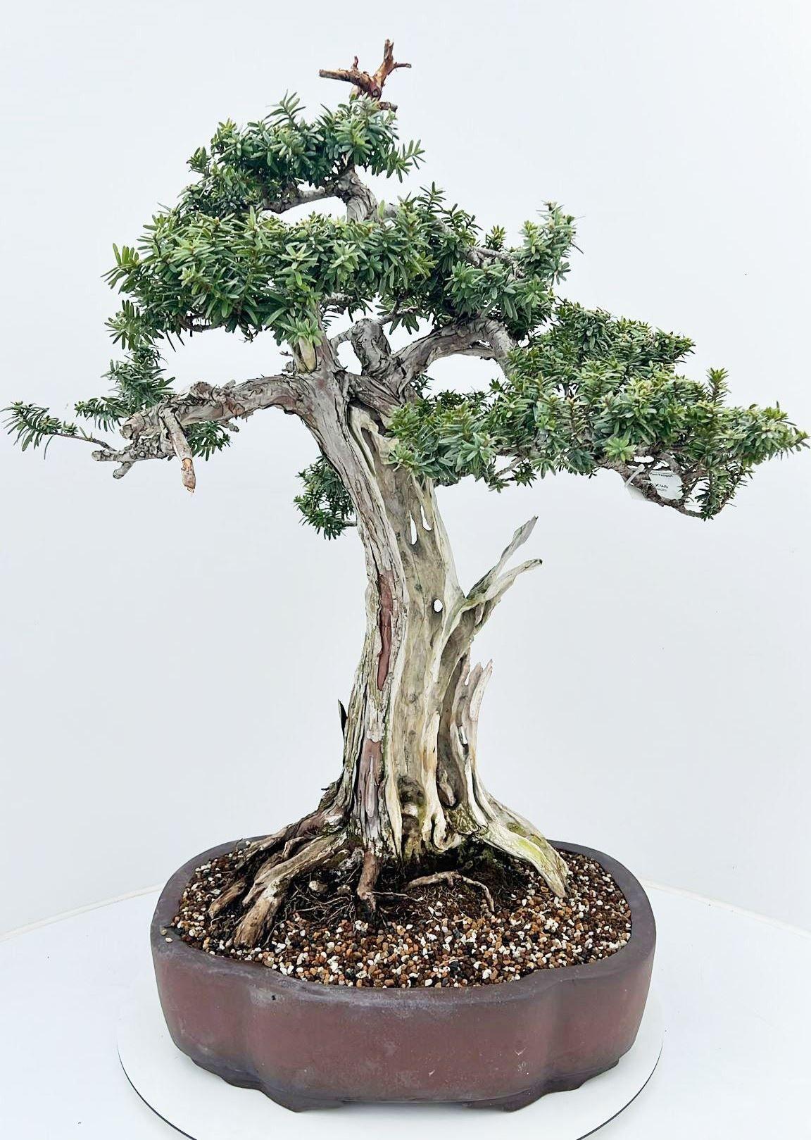 Горшечные цветы и растения оптом Taxus Cuspidata, Pot 45cm. Height 95cm. (single It от 1шт из Голландии с доставкой по России