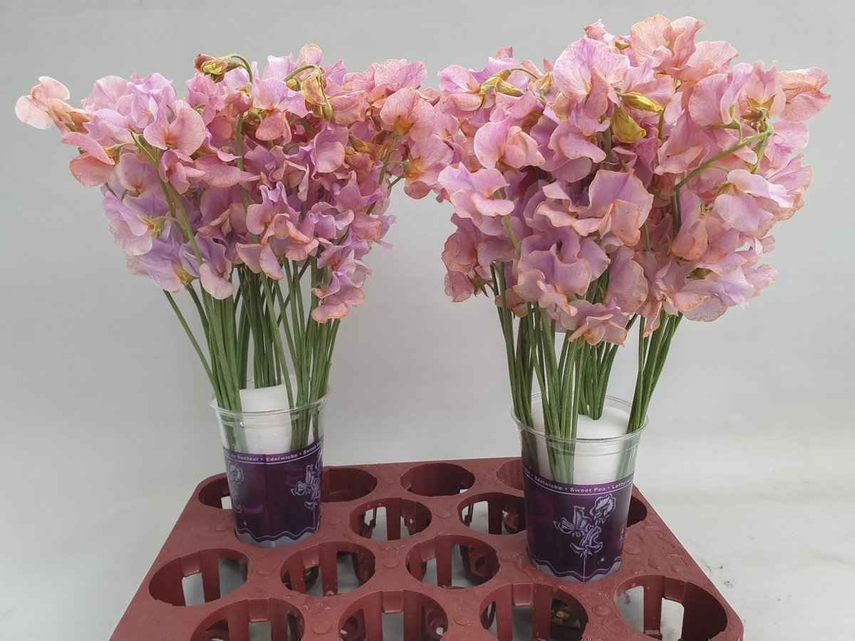 Срезанные цветы оптом Lathyrus paint lavender magic от 30шт. из Голландии с доставкой по России