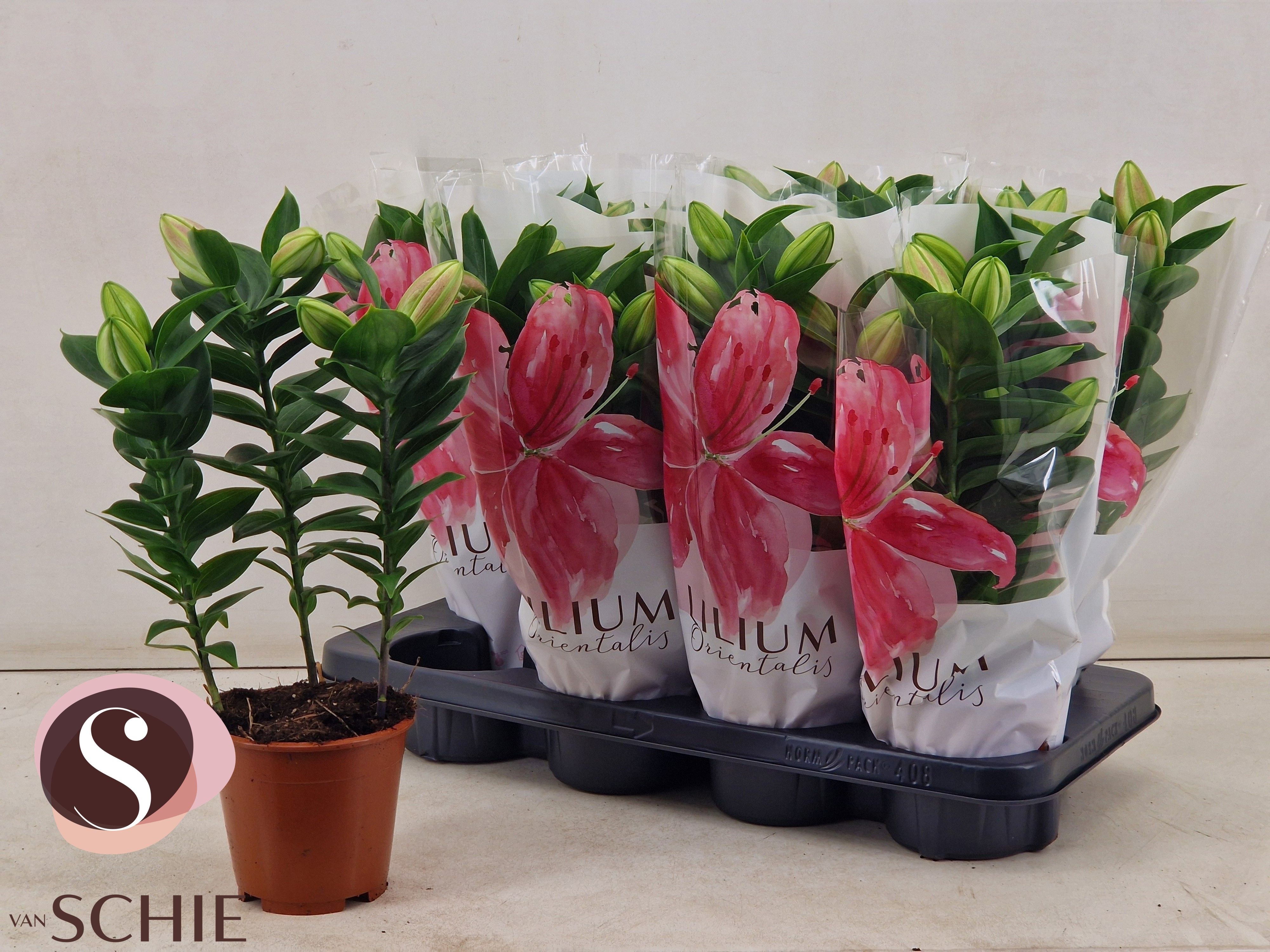 Горшечные цветы и растения оптом Lil Or Souvenir от 8шт из Голландии с доставкой по России