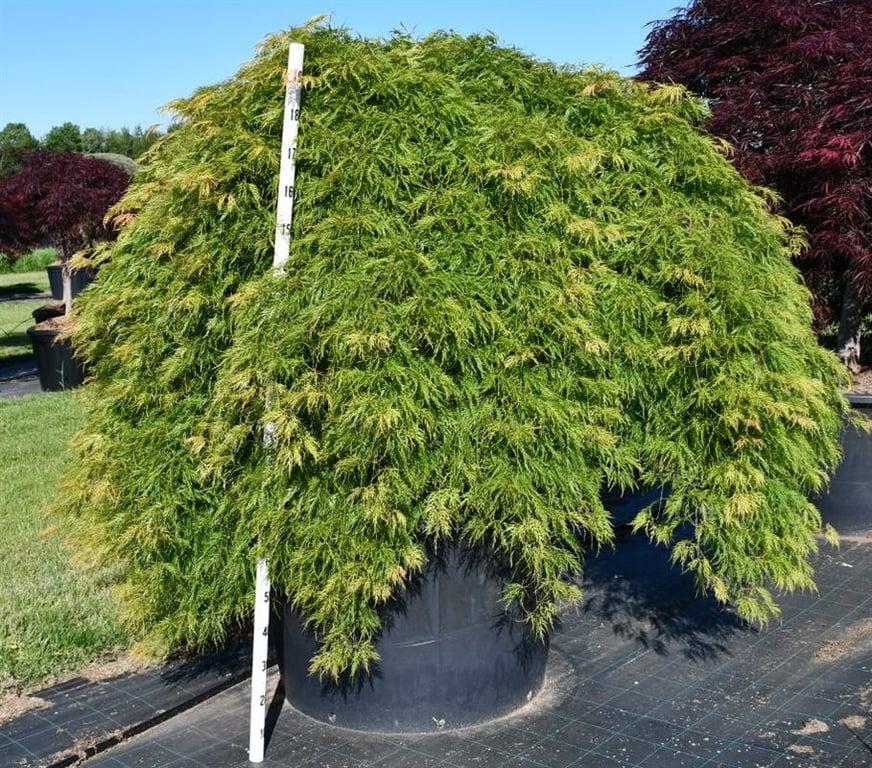 Горшечные цветы и растения оптом Acer Palm Green Lace On Stem от 1шт из Голландии с доставкой по России