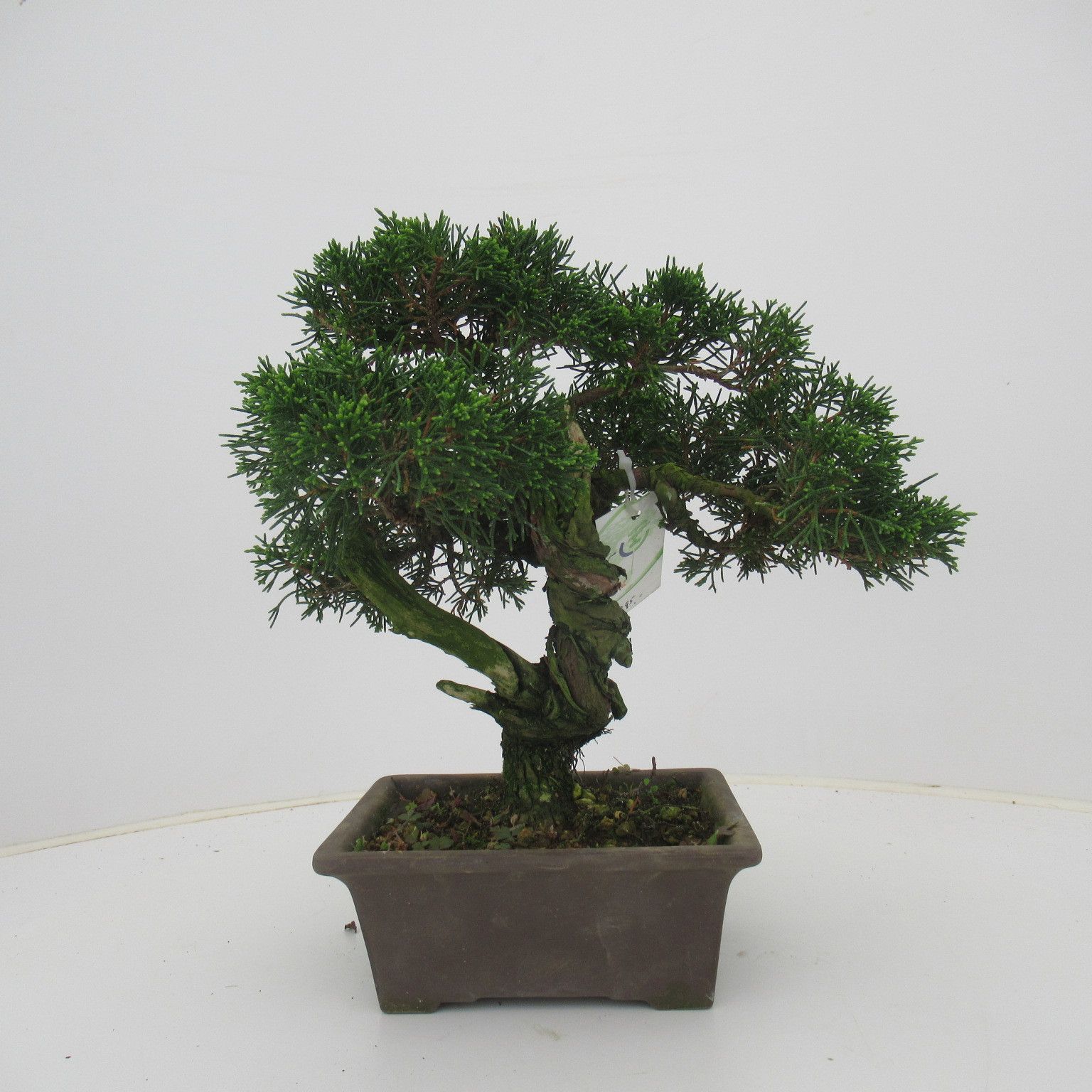 Горшечные цветы и растения оптом Juniperus Chinensis, 16 Cm., Height 30 Cm. (single от 1шт из Голландии с доставкой по России
