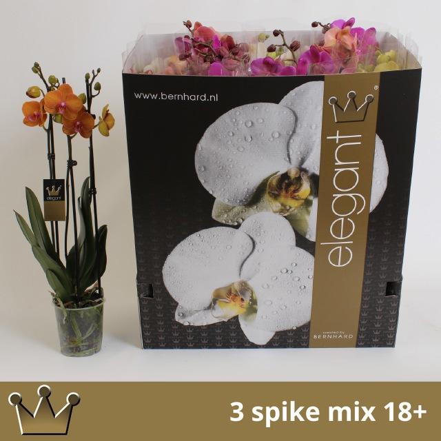 Горшечные цветы и растения оптом Phal Gem 7 Kl от 12шт из Голландии с доставкой по России