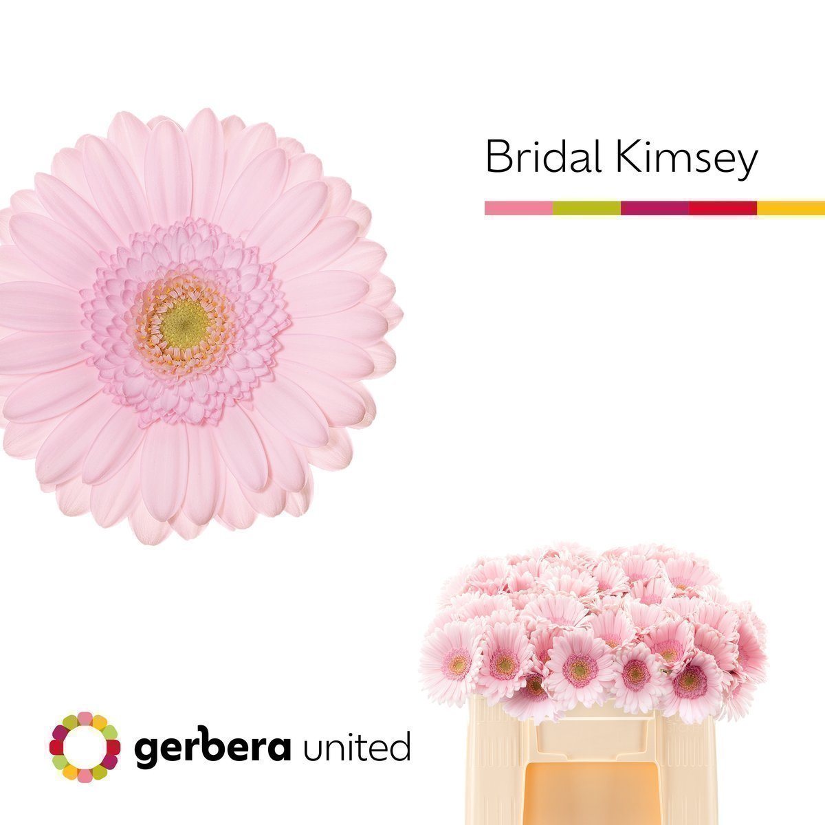 Срезанные цветы оптом Germini bridal kimsey от 80шт. из Голландии с доставкой по России