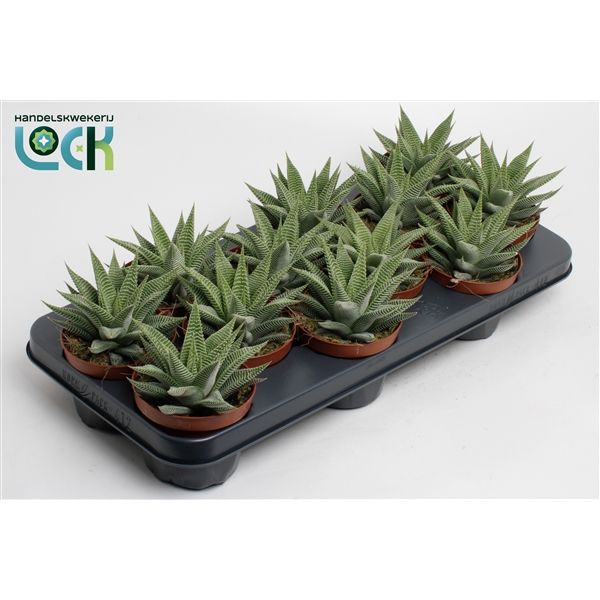 Горшечные цветы и растения оптом Haworthia Spider White от 12шт из Голландии с доставкой по России