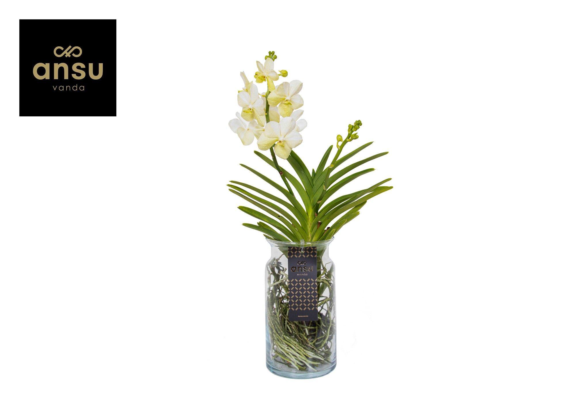 Горшечные цветы и растения оптом Vanda Bose Xl White от 5шт из Голландии с доставкой по России