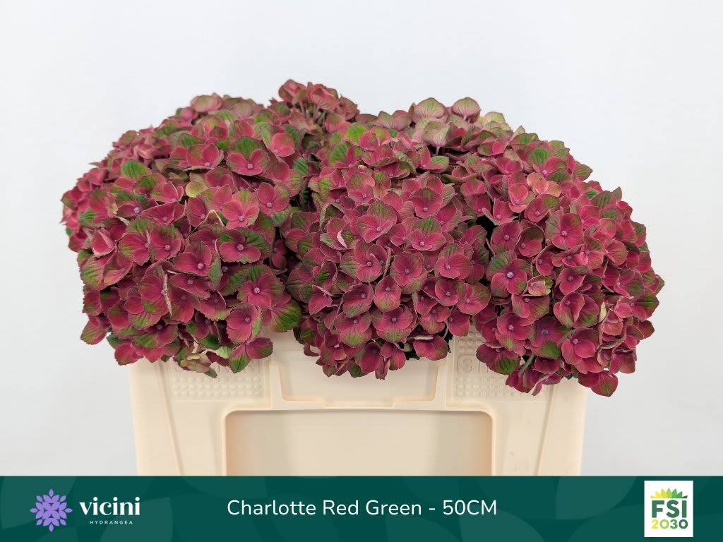 Срезанные цветы оптом Hydrangea mag charlotte от 10шт. из Голландии с доставкой по России