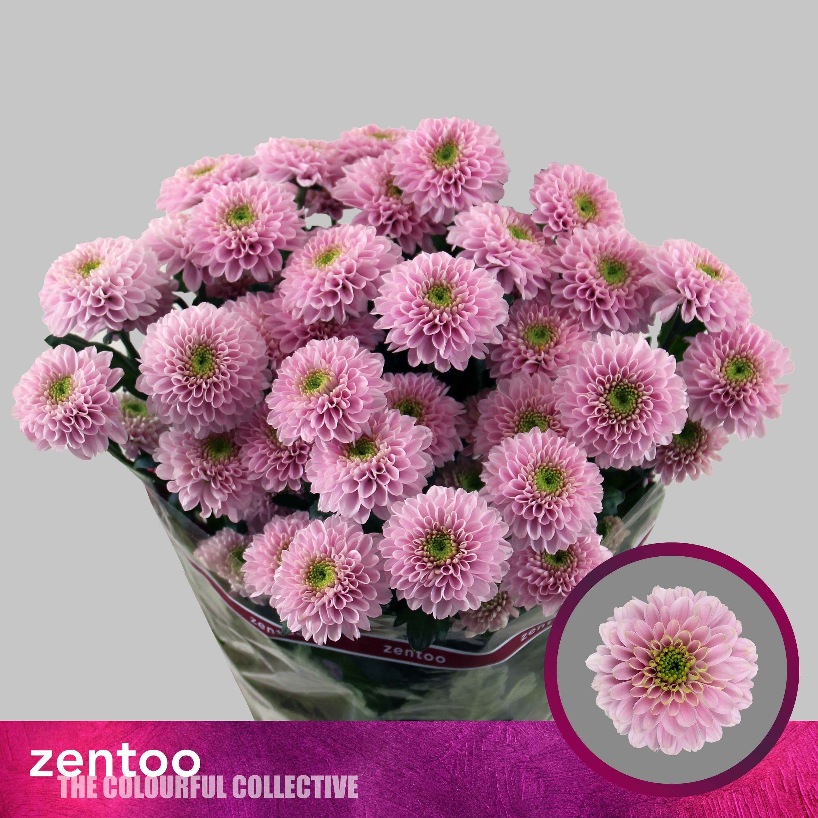 Срезанные цветы оптом Chrys sp letsgo pink от 20шт из Голландии с доставкой по России