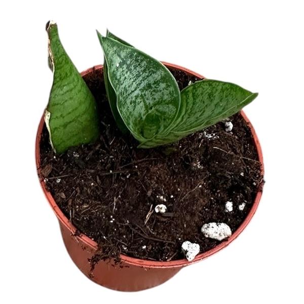 Горшечные цветы и растения оптом Sansevieria Himalayan от 1шт (для телеги) из Голландии с доставкой по России