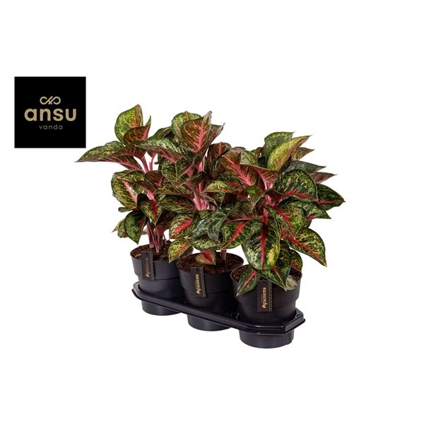 Горшечные цветы и растения оптом Aglaonema Paradise Red от 3шт из Голландии с доставкой по России